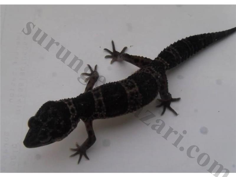 BLACK PEARL GECKO 