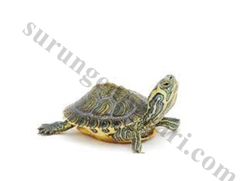 NİNJA TURTLES