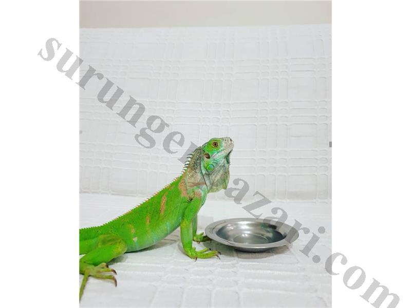 Çok uysal ele alışık iguana