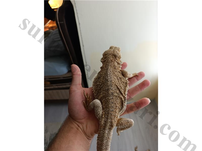 2 ADET ADULT ERKEK SAKALLI EJDER UYGUNA VERİLECEK