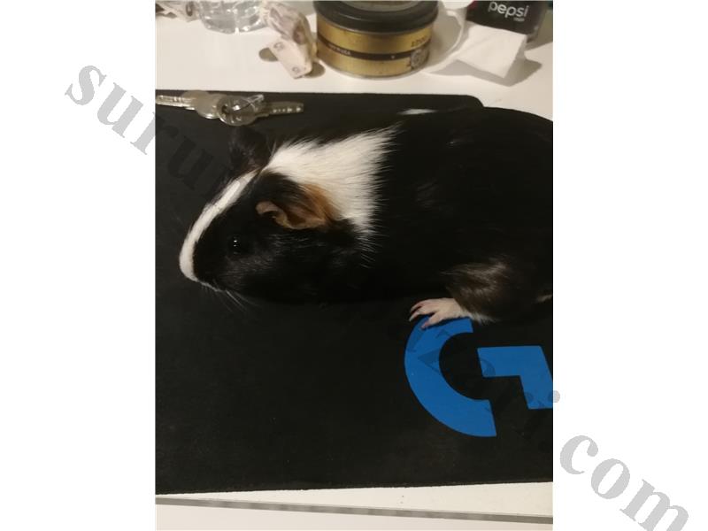 Ginepig ve yaşam alanı 