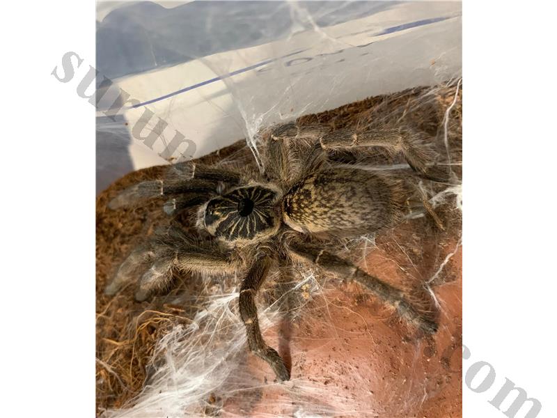 Ceratogyrus marshalli 0.1 L9-10