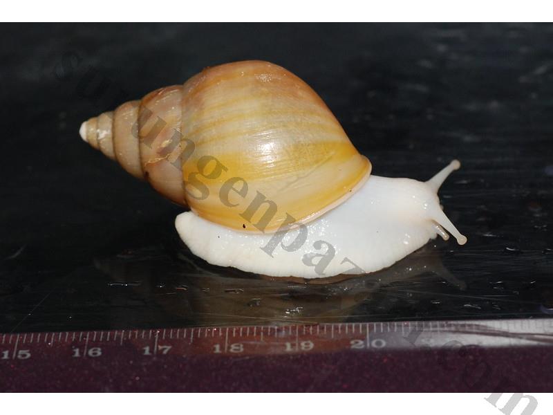 dev afrika salyangozu her boy anaç albino rodatzi siyah