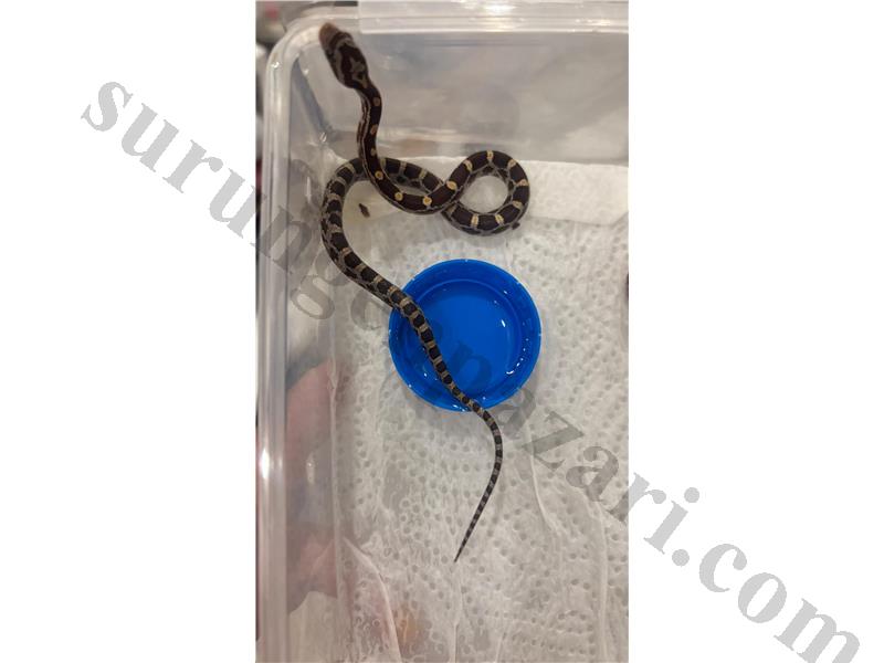 Uysal corn snake yavruları