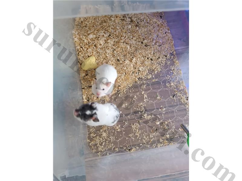 ELE ALIŞIK YAVRU VERECEK YAŞAGELMİŞ 3AYLIK HAMSTERLER