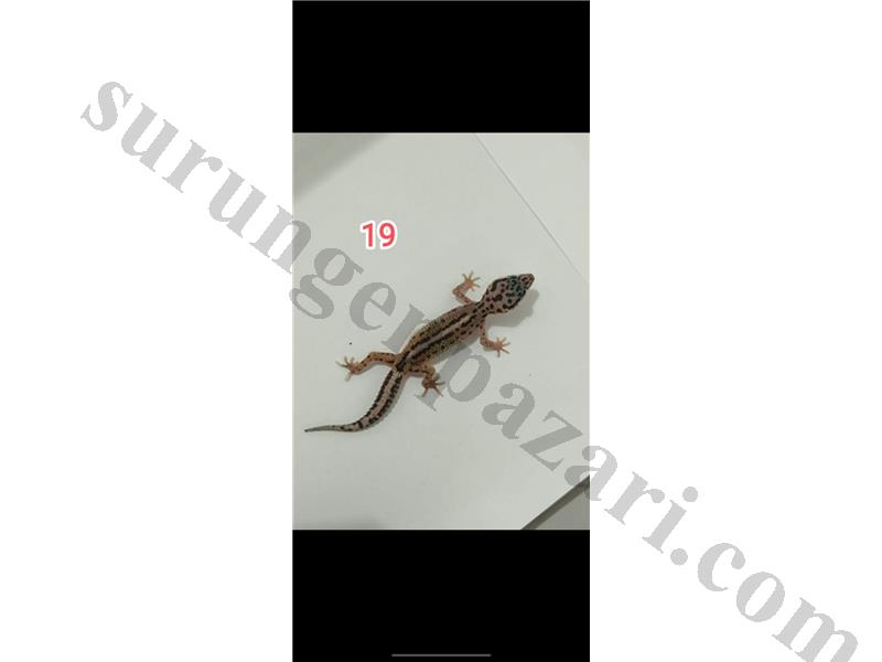 ACİL SATILIK YAVRU Leopard Gecko