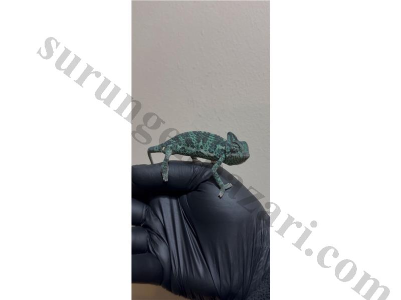 SÜPER KALİTELİ BUKALEMUN YAVRULAR