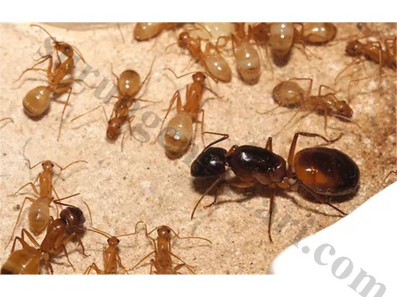 CAMPONOTUS SANCTUS İŞÇİLİ KOLONİ (10-15) AÇIKLAMAYI OKUYUNUZ!!!!!