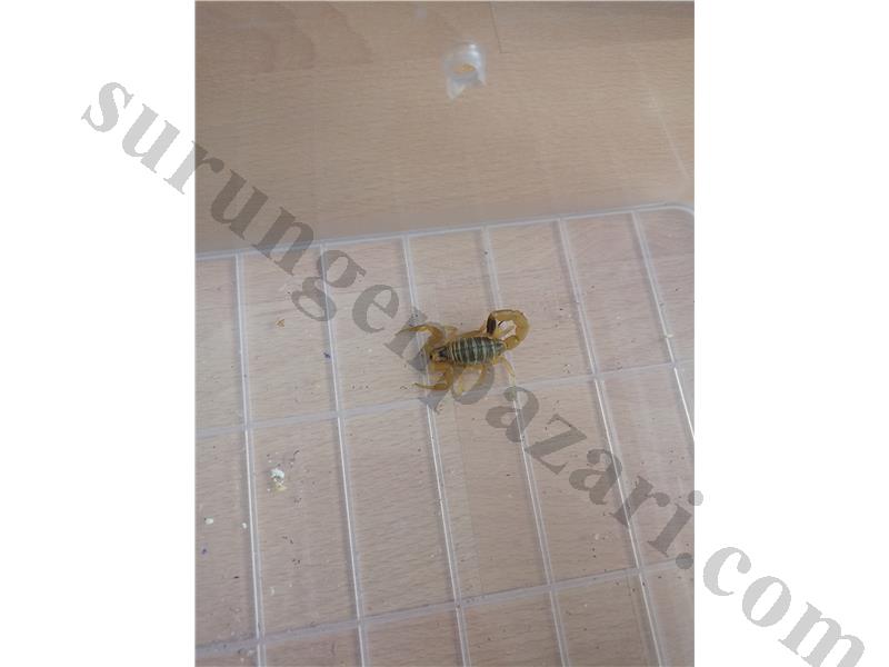 Leiurus quinquestriatus türü 3 adet akrep
