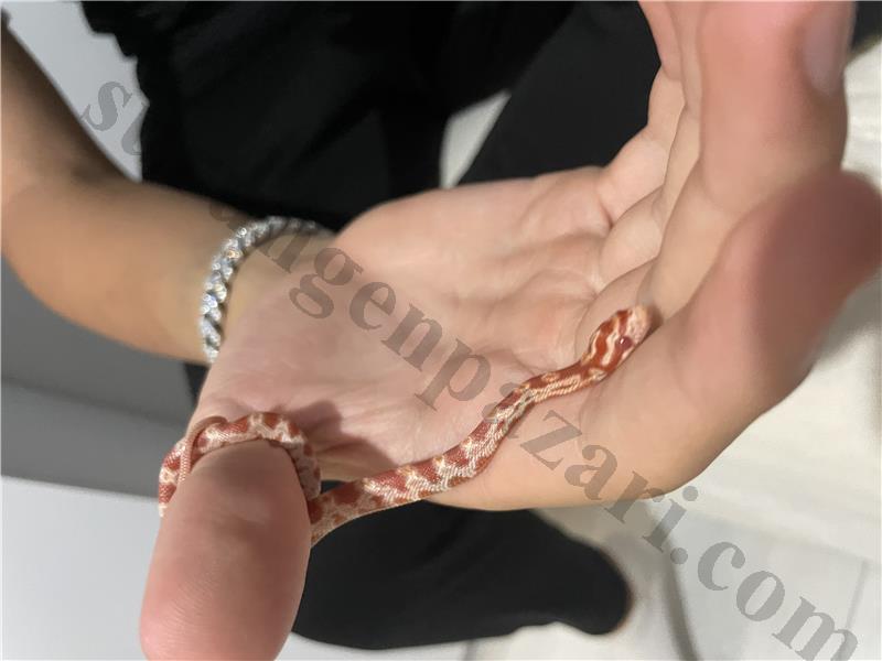 YAVRU MÜTHİŞ CORN SNAKE 