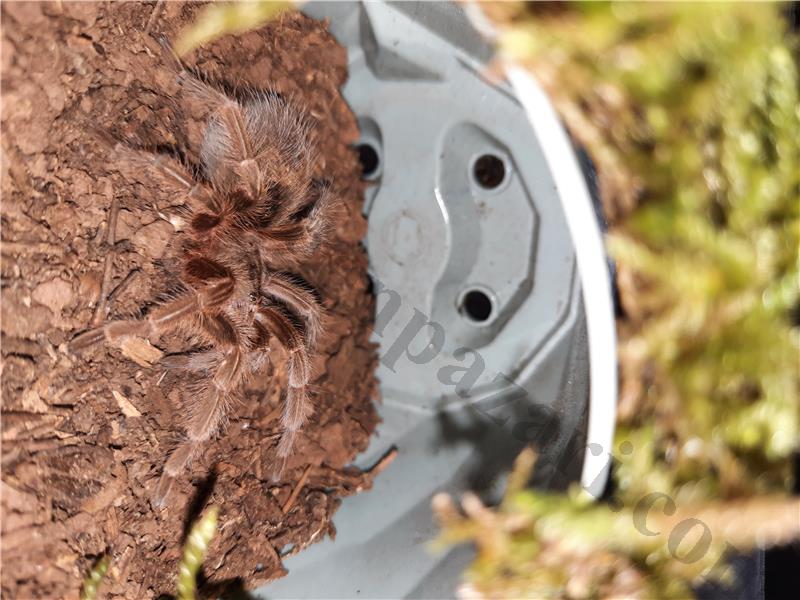 grammostola rosea adult