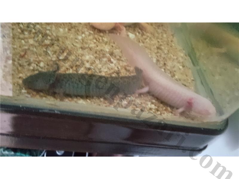 Axolotl İzmir İçi, Whatsapp
