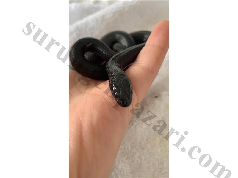Meksika siyah kral yılanı  TURKIYEDE ender bulunan yilan türü 