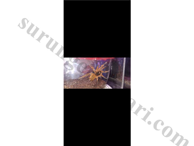 2 adet l8 dişi ve l4 murinus 