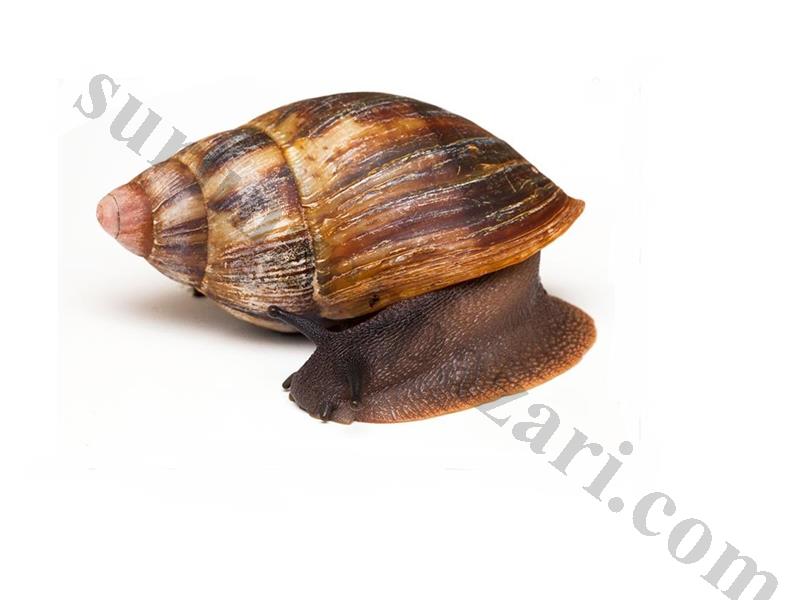 Dev Africa salyangozu Achatina Marginata