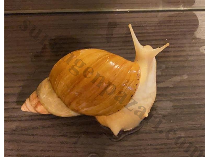 Dev Afrika Salyangoz Lissachatina Zanzibar Albino