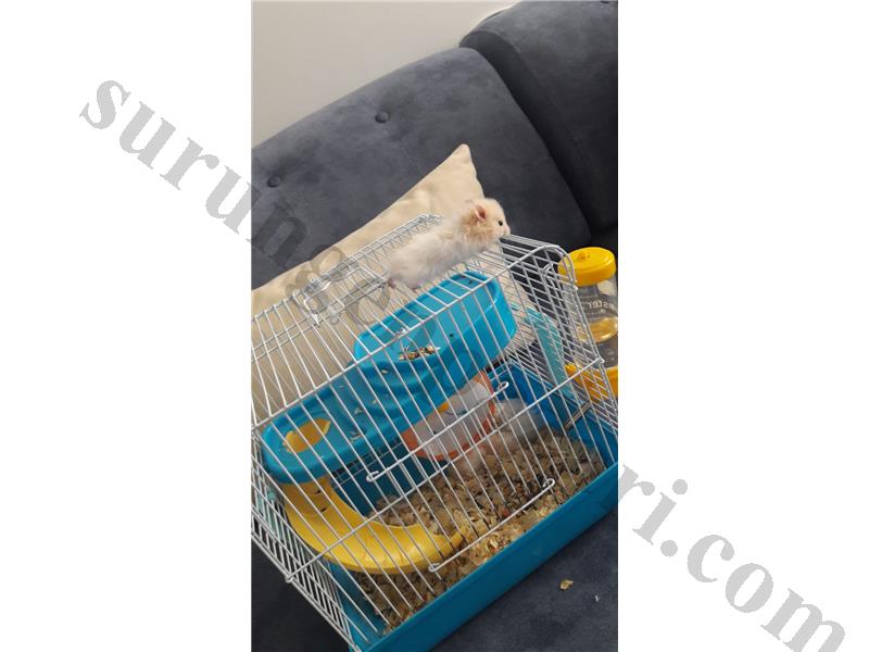 SATILIK TEDY BEAR HAMSTER YAVRULARI