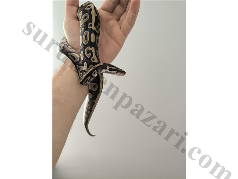 Ball Python Yavru 