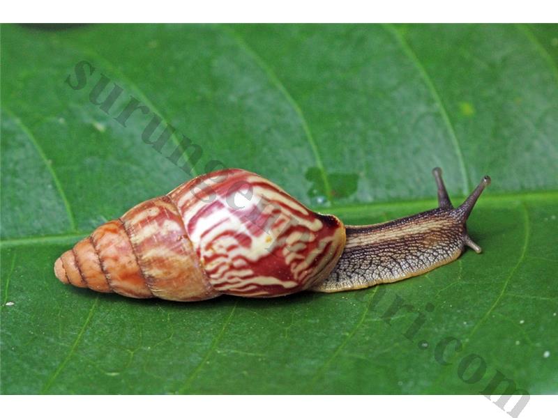 Dev Afrika Salyangozu (Achatina Fulica)