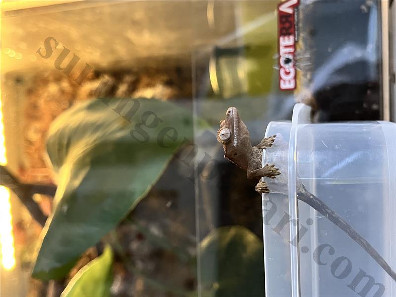 CRESTED GECKOLAR