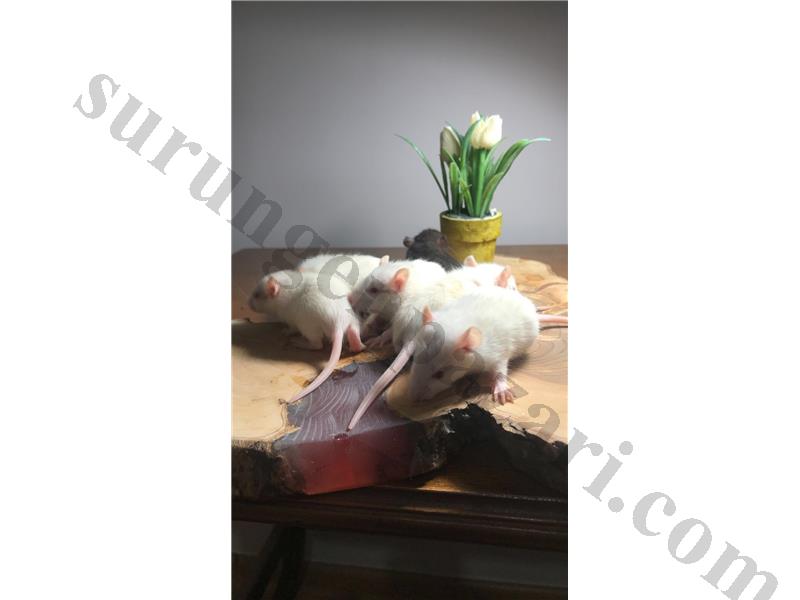 ALBİNO RAT YAVRULARI