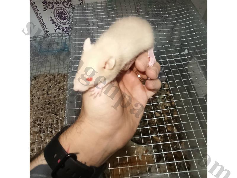 Naket(Tuysuz) Albino Dumbo Rat yavrular