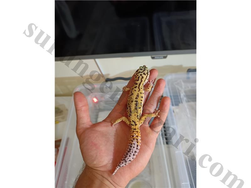 7,5 VE 10 AYLIK ÇİFT LEOPARD GECKO (CG TAKASLI)