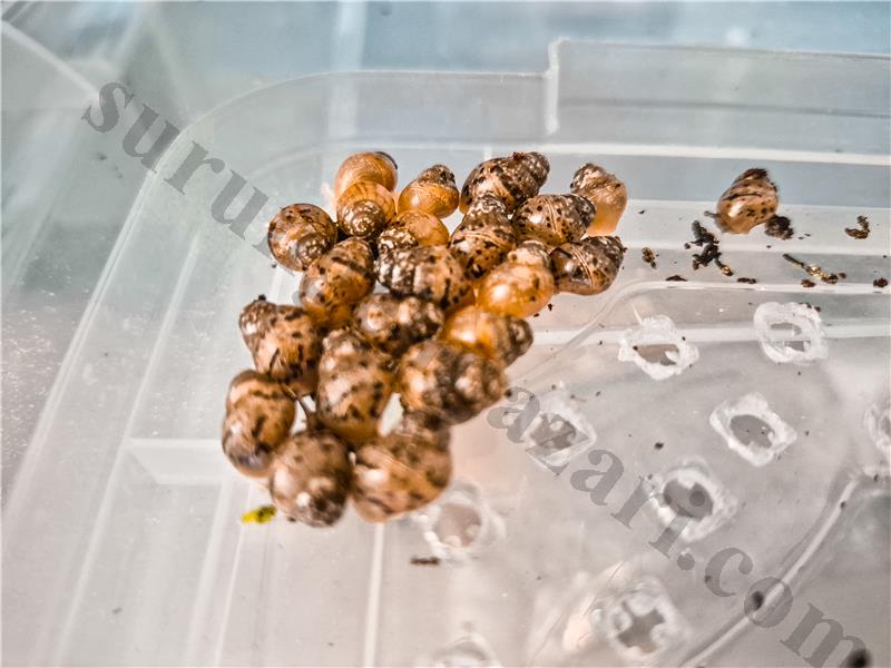 Dev Afrika Salyangozu yavruları ve yetişkin boy