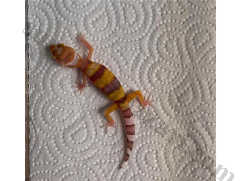 LEOPARD GECKO YAVRULARI