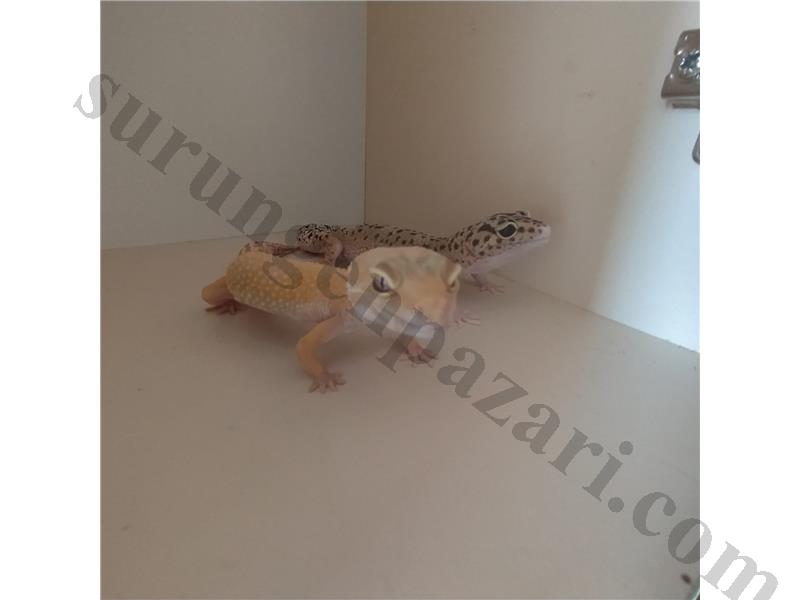 Acil satılık gecko 