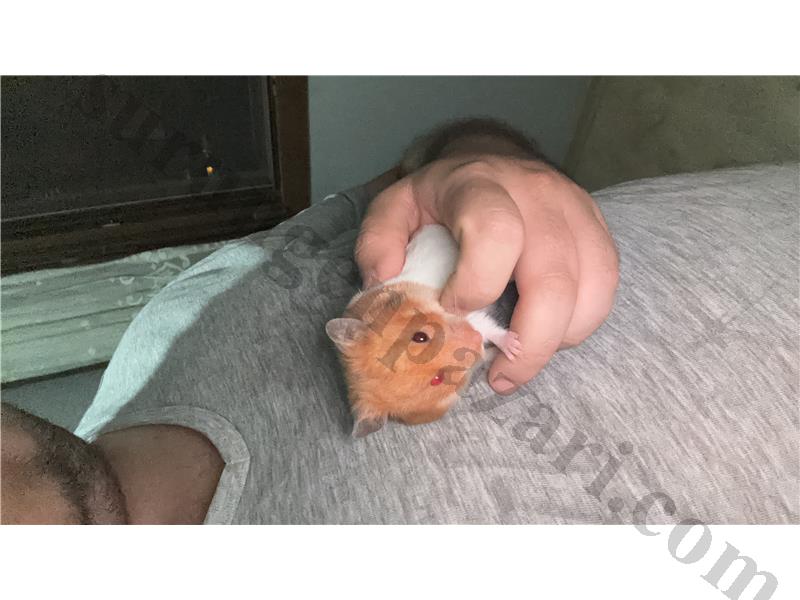 Ücretsiz Dişi Hamster