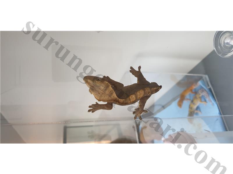 1 ADET CRESTED GECKO 