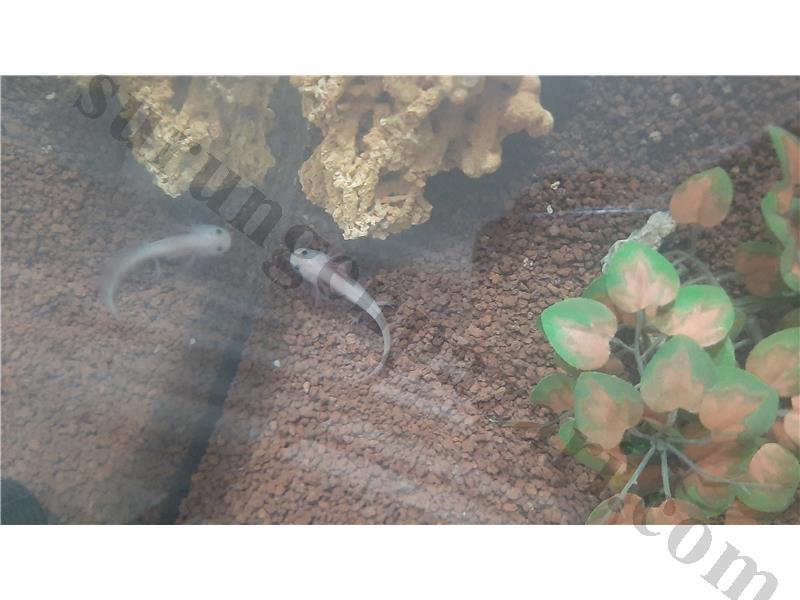 Axolotl sağlıklı 
