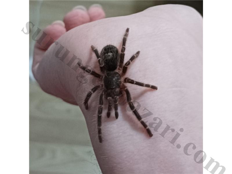 L8 sling Grammostola Pulchripes