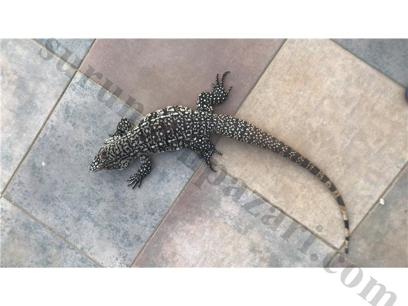 Argentine Tegu   