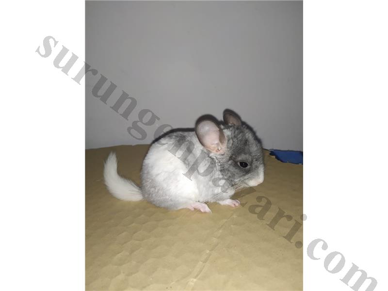 Nadir Mutasyon yavru chinchilla