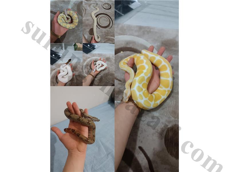 Ball pitonu ve Boa yılanı