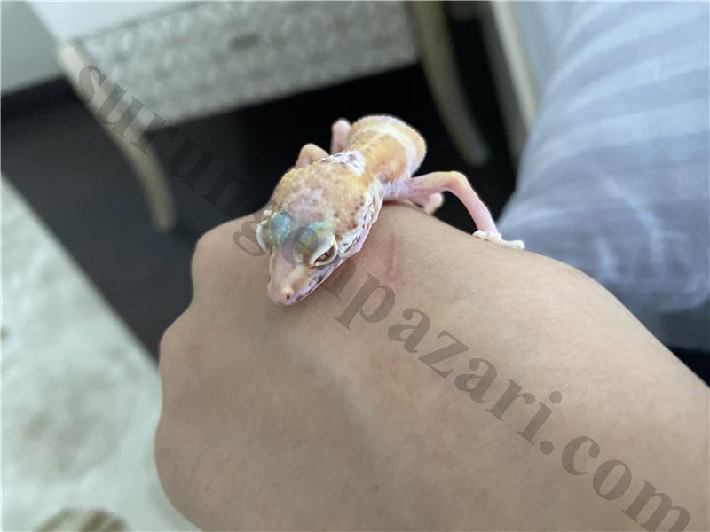 Yavru leopard gecko
