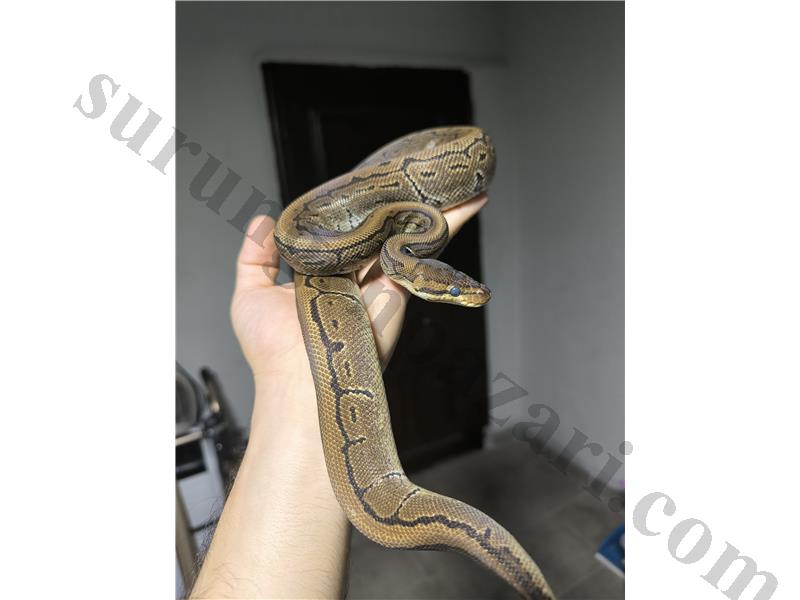 Ball Python Pinstripe 