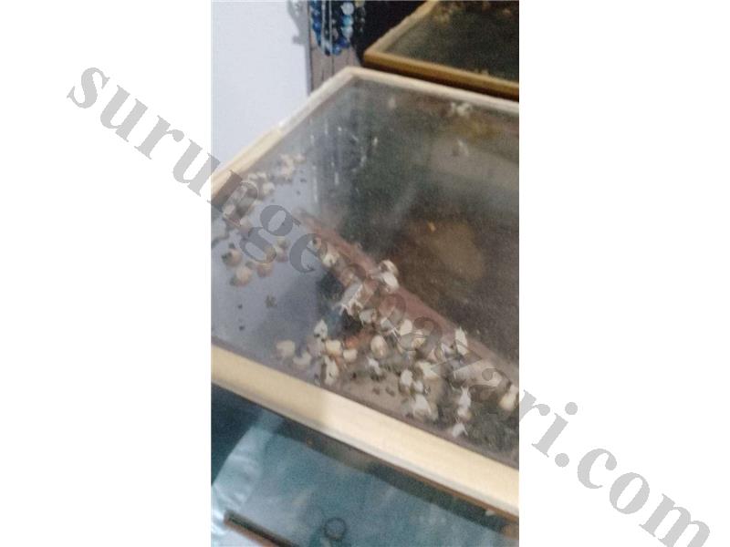 Dev afrika salyangozu Yavruları nohut boyunda