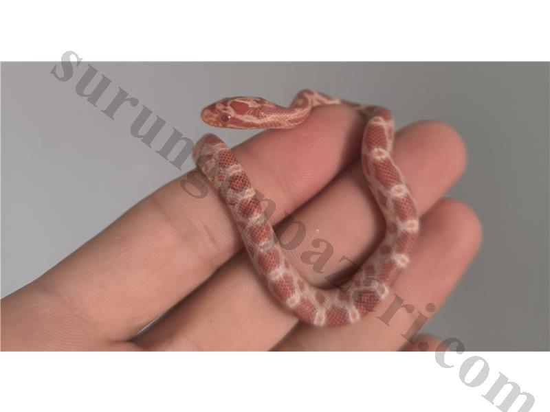 Corn Snake Albino 