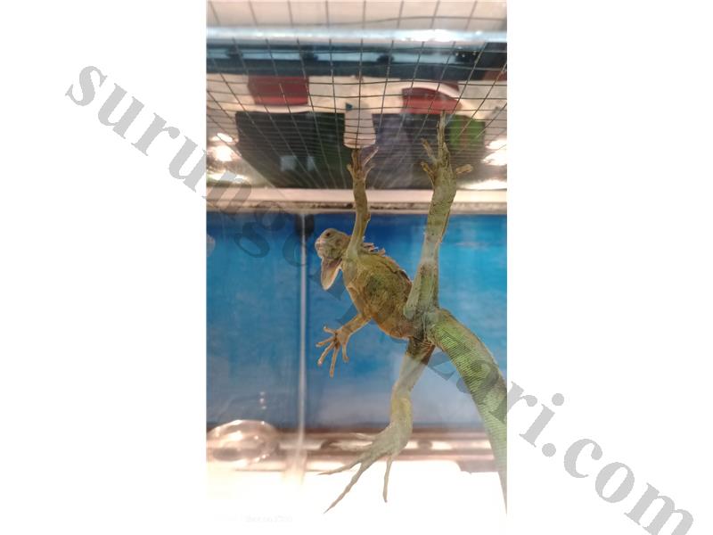 PrehistoricPets güvencesi ile İGUANA