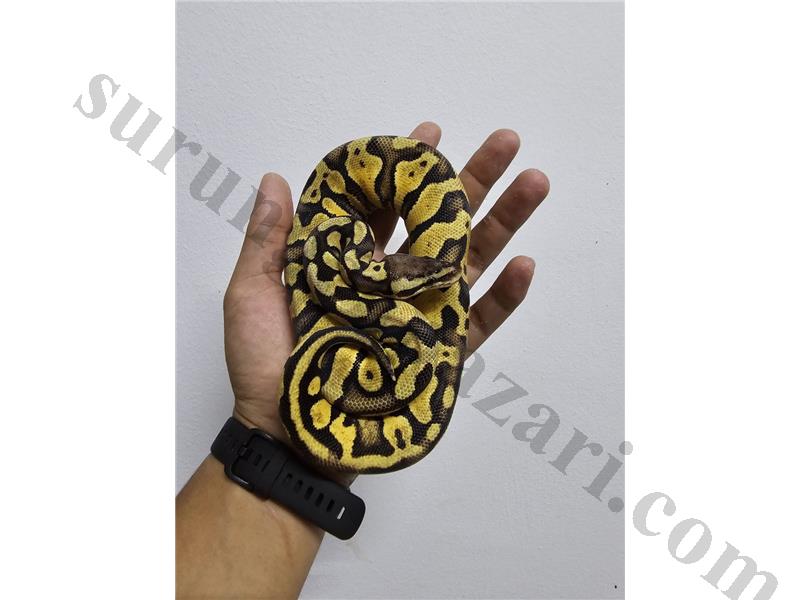 Ball Python Super Pastel Tüm Türkiye Garantili Gönderim