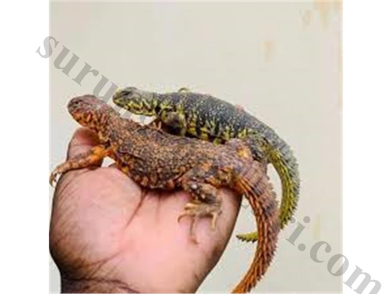 EVCİL ÇİPLİ UROMASTYX GEYRİ