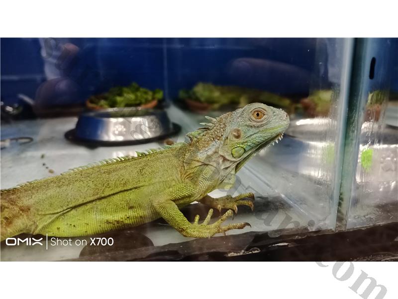 PrehistoricPets güvencesi ile İGUANA