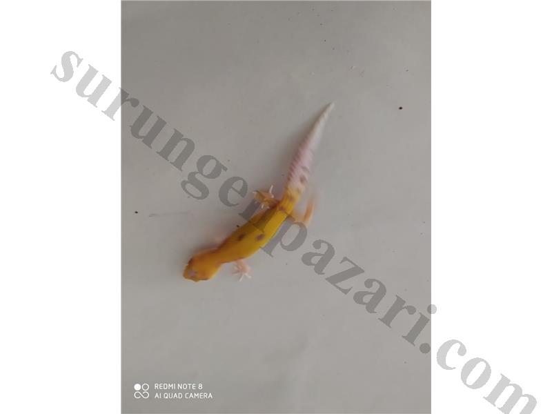 RADAR BLİZZARD APTOR
