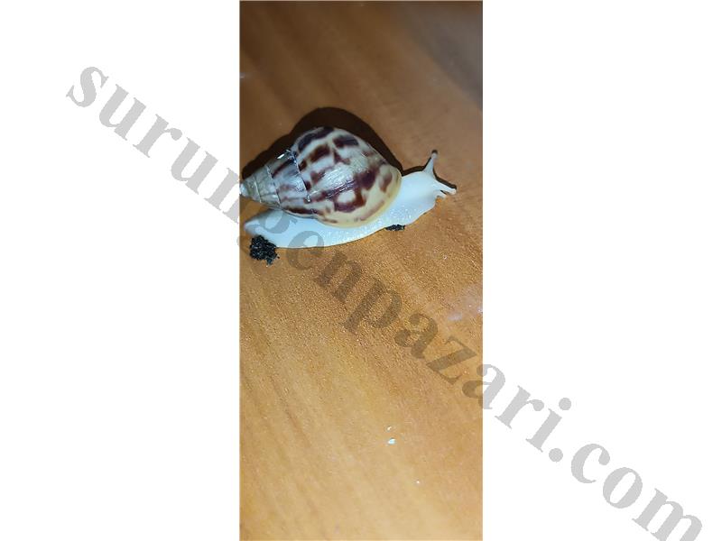 Dev afrika salyangozu Achatina fulica