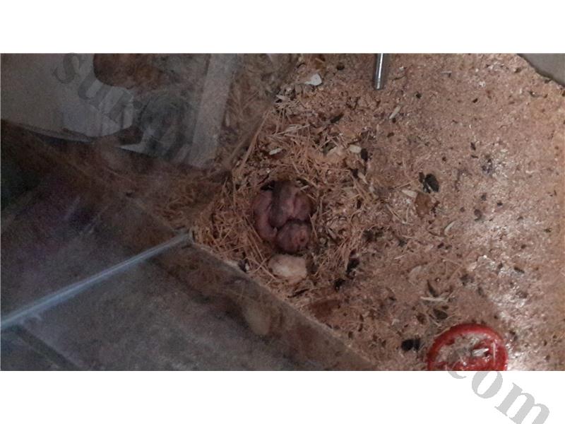 Gonzales HAMSTER