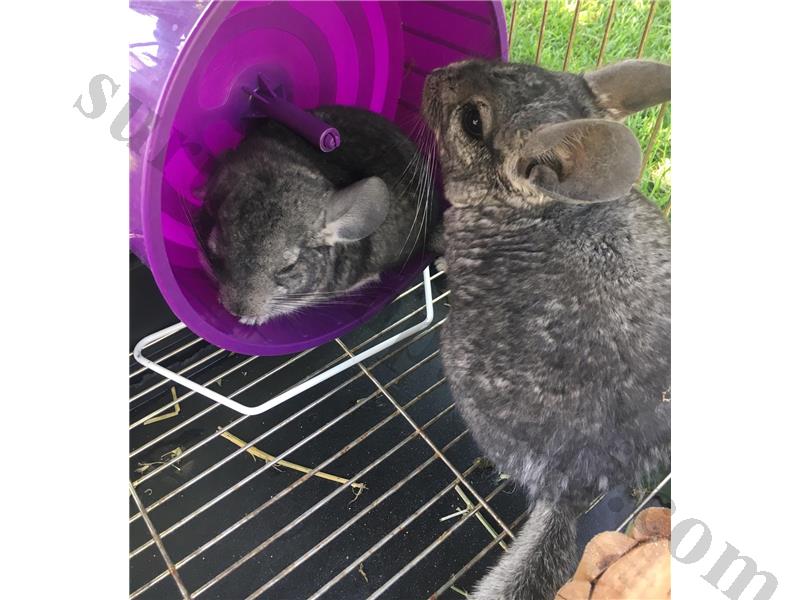Chinchilla