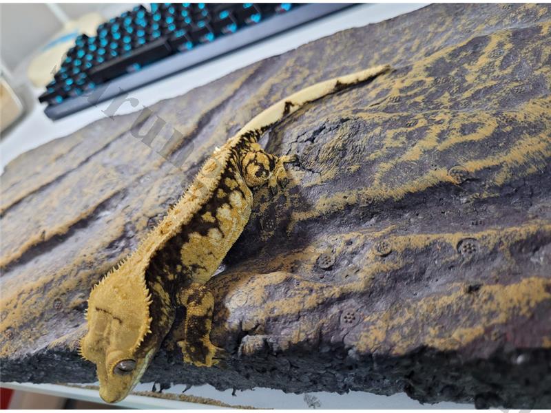 Sağlıklı Crested Gecko